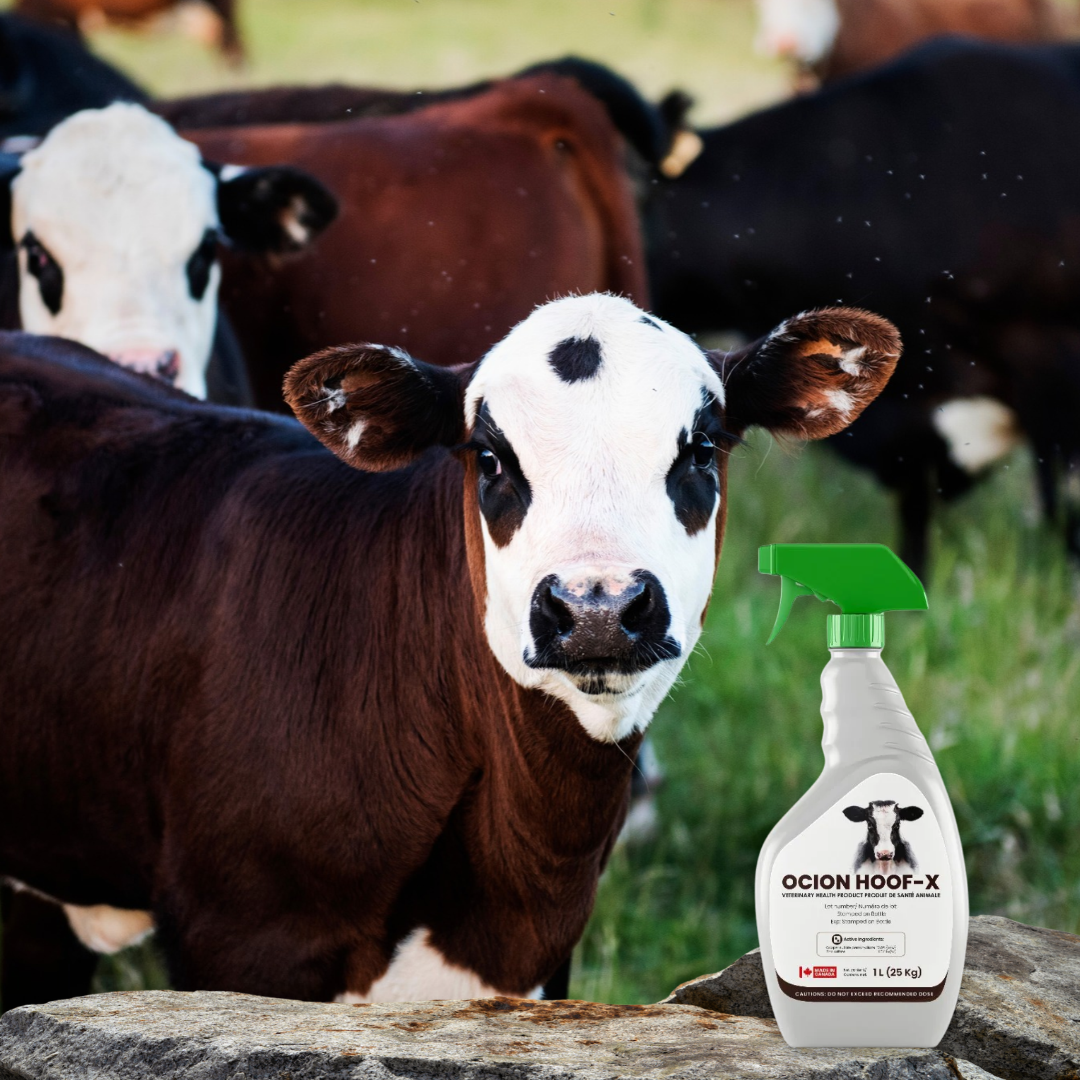 1L Hoof-X Spray
